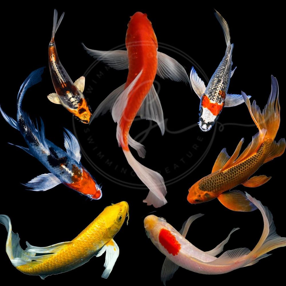 Aquarium Fish Live - Разноцветные живые карпы кои для прудов