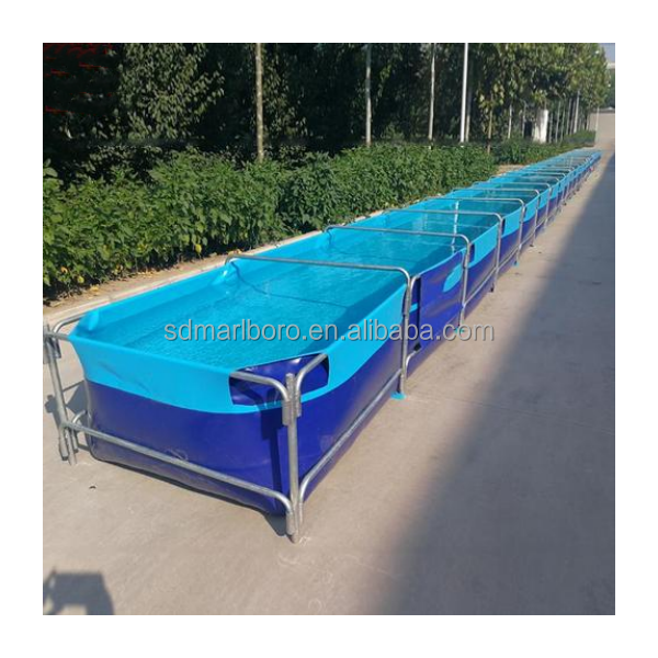 AIROW: Коммерческие аквариумы- – обзор и цена Aquarium Fish For Sale
