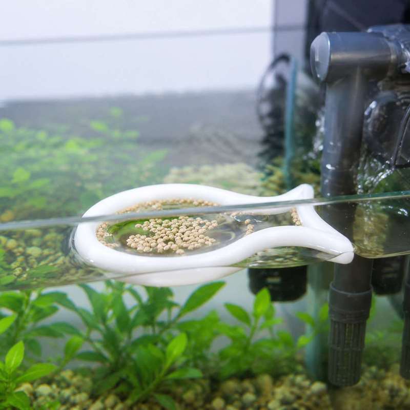 Плавающее кольцо для кормления – обзор и цена Aquarium Fish Medicine