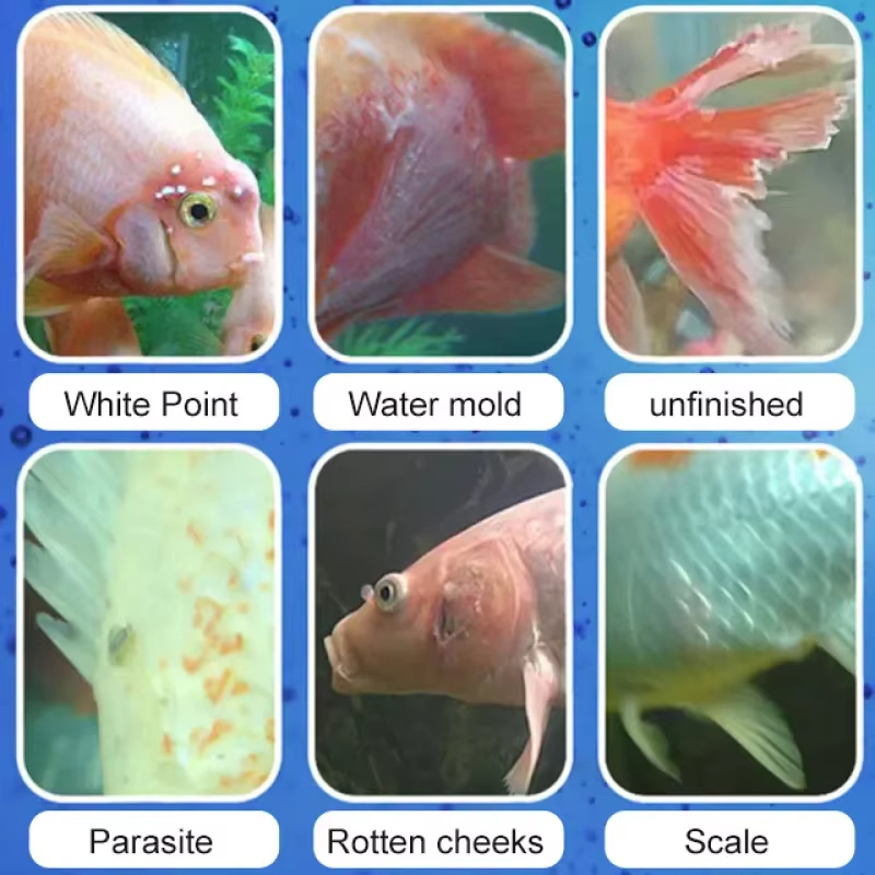 SIKEZHAN Лечение и нитрифициру – обзор и цена Aquarium Fish Freshwater