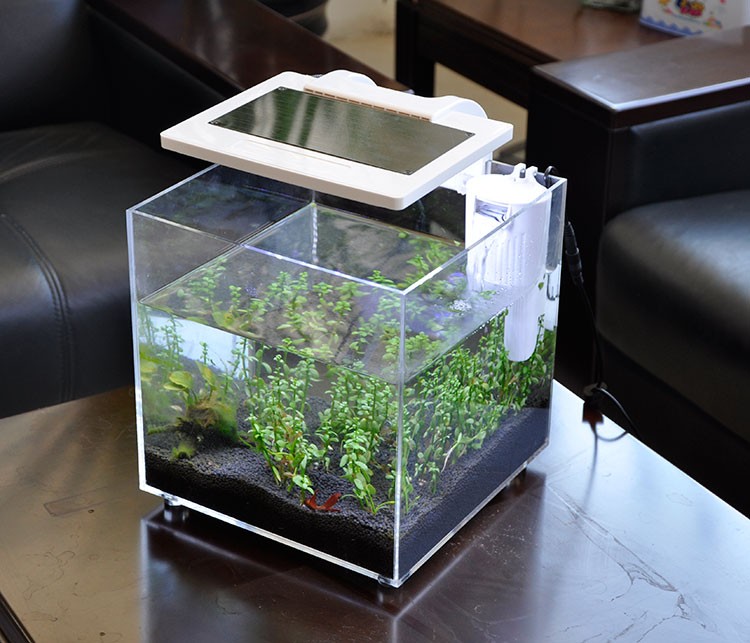 Мини-аквариум из акрила (25*25 – обзор и цена Aquarium Fish For Sale